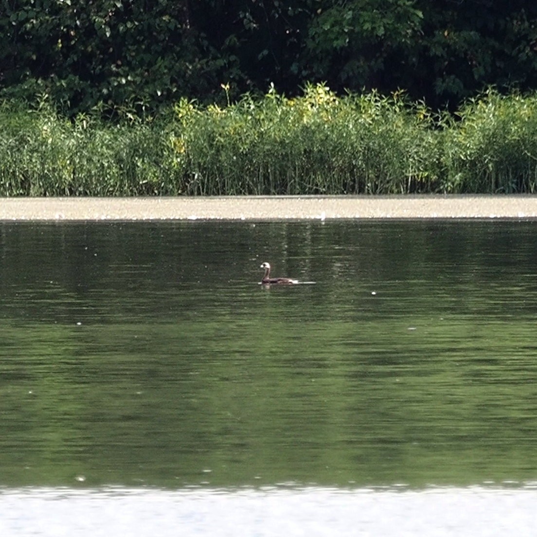 Pied-billed Grebe - ML642631429