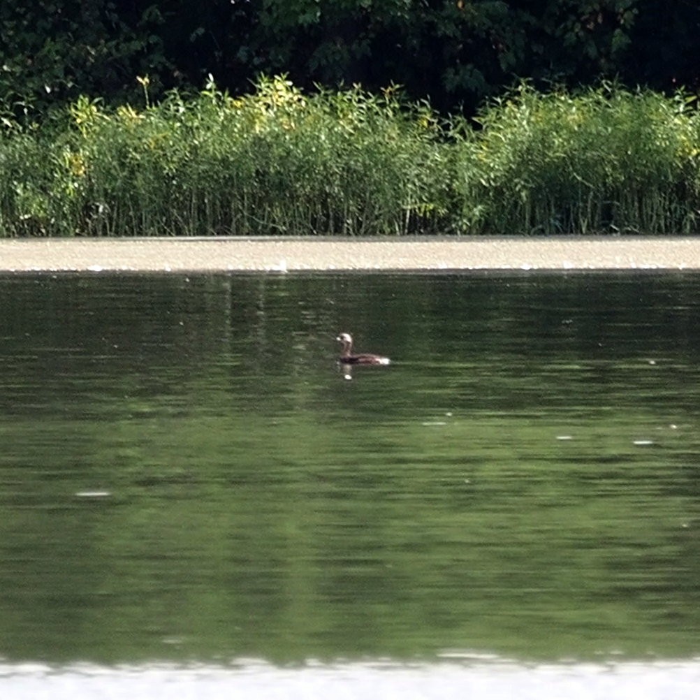 Pied-billed Grebe - ML642631430