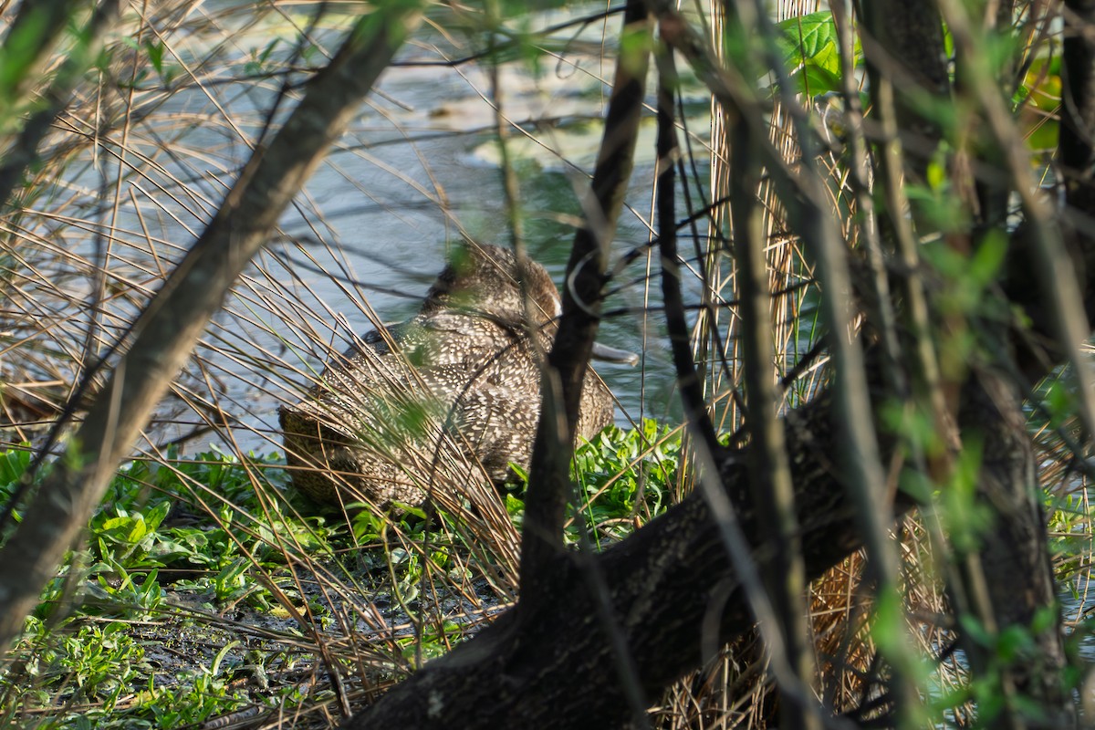 Freckled Duck - ML642631431