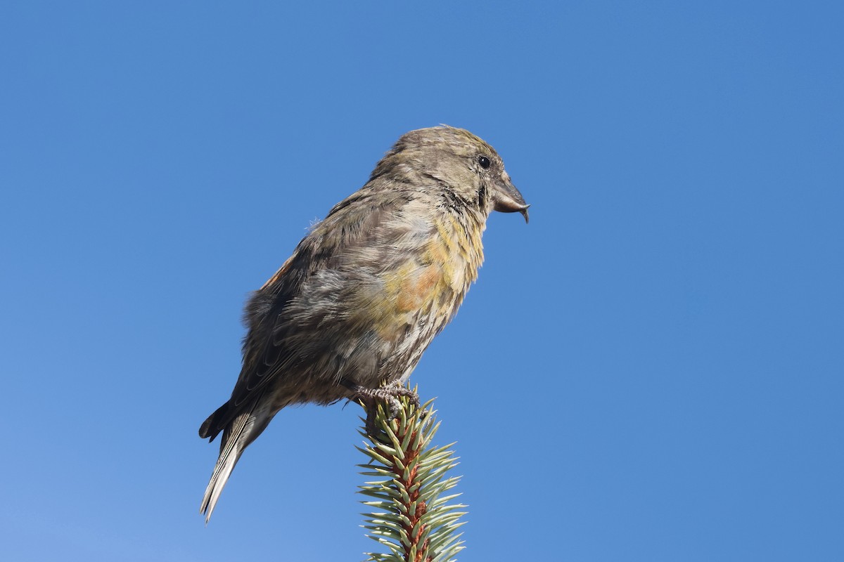 Шишкар ідагоський - ML642631433