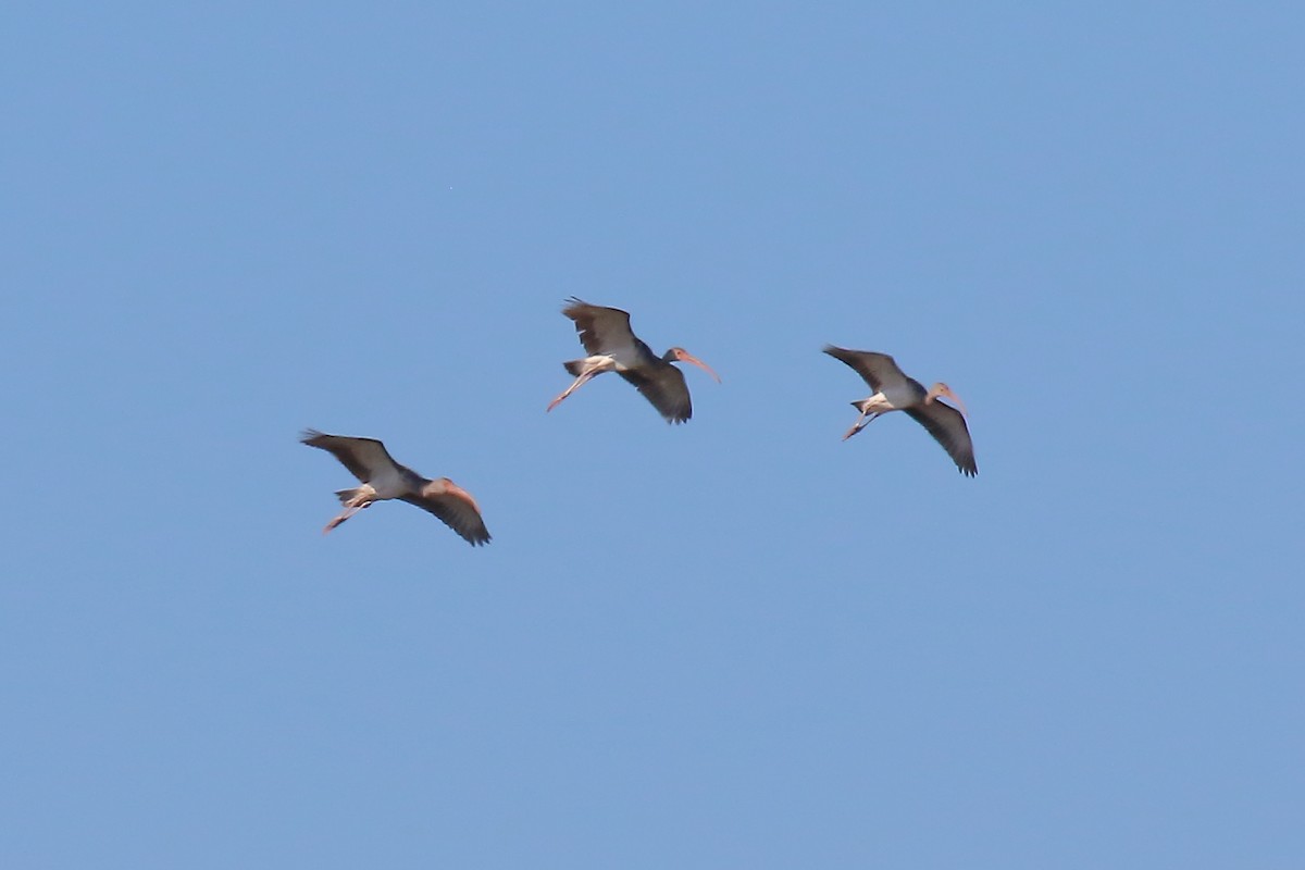 White Ibis - ML642631441