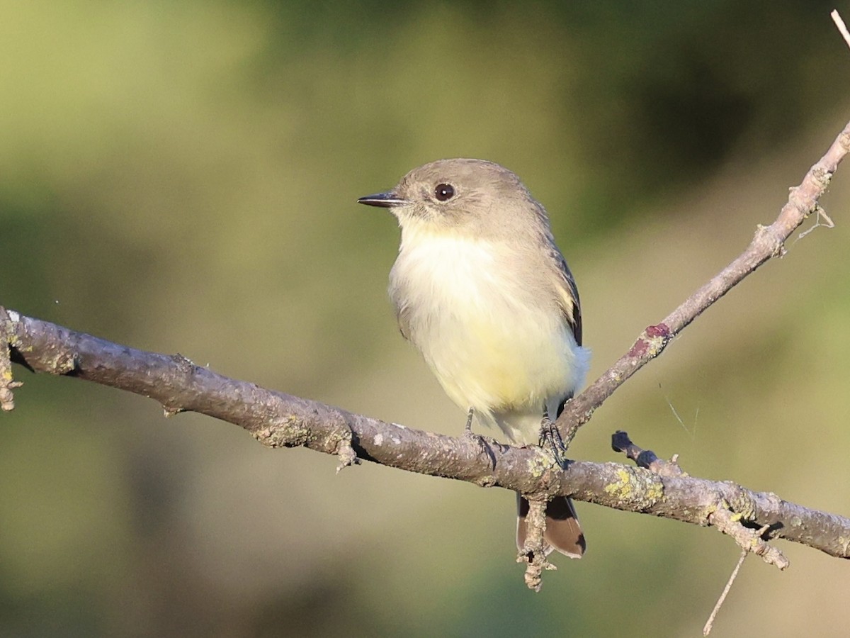 Eastern Phoebe - ML642631442