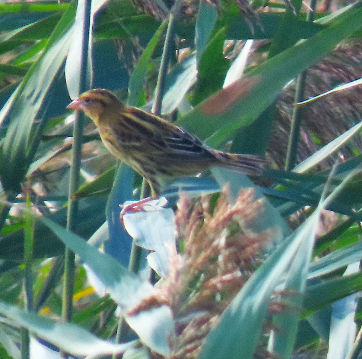 Bobolink - ML642631443