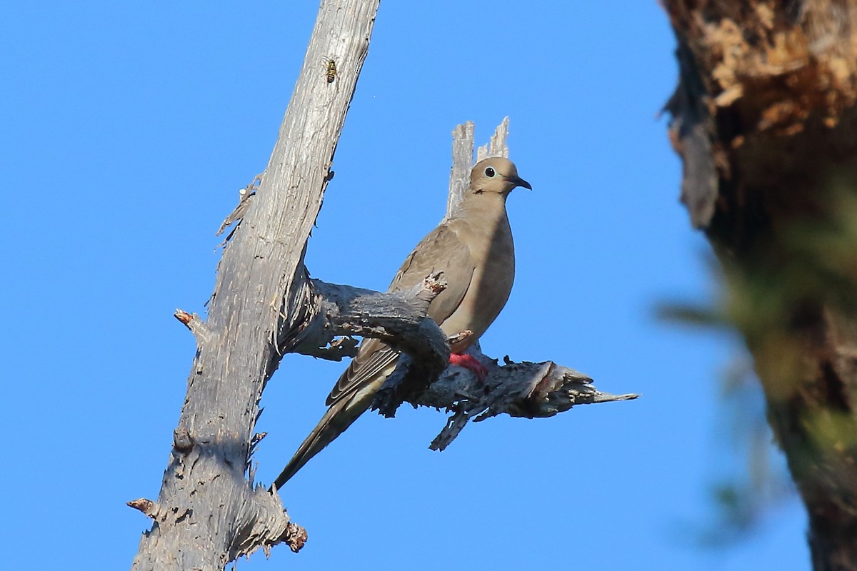 Mourning Dove - ML642631455