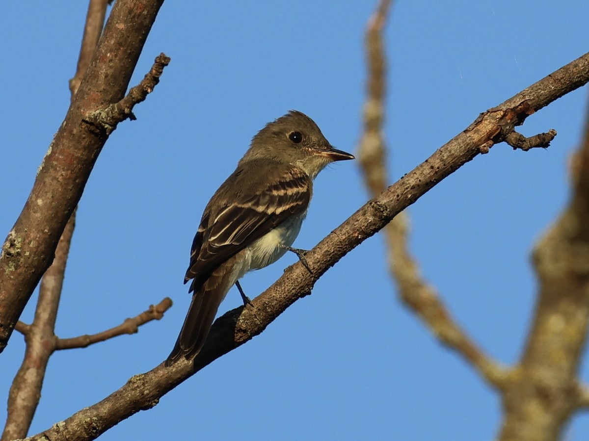 Eastern Wood-Pewee - ML642631461