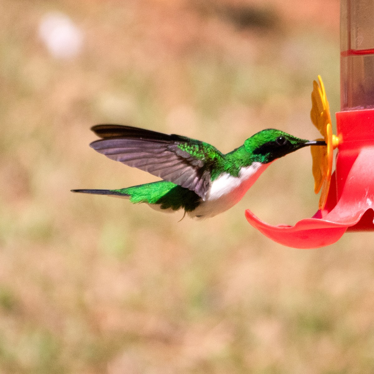 Black-eared Fairy - ML642631483