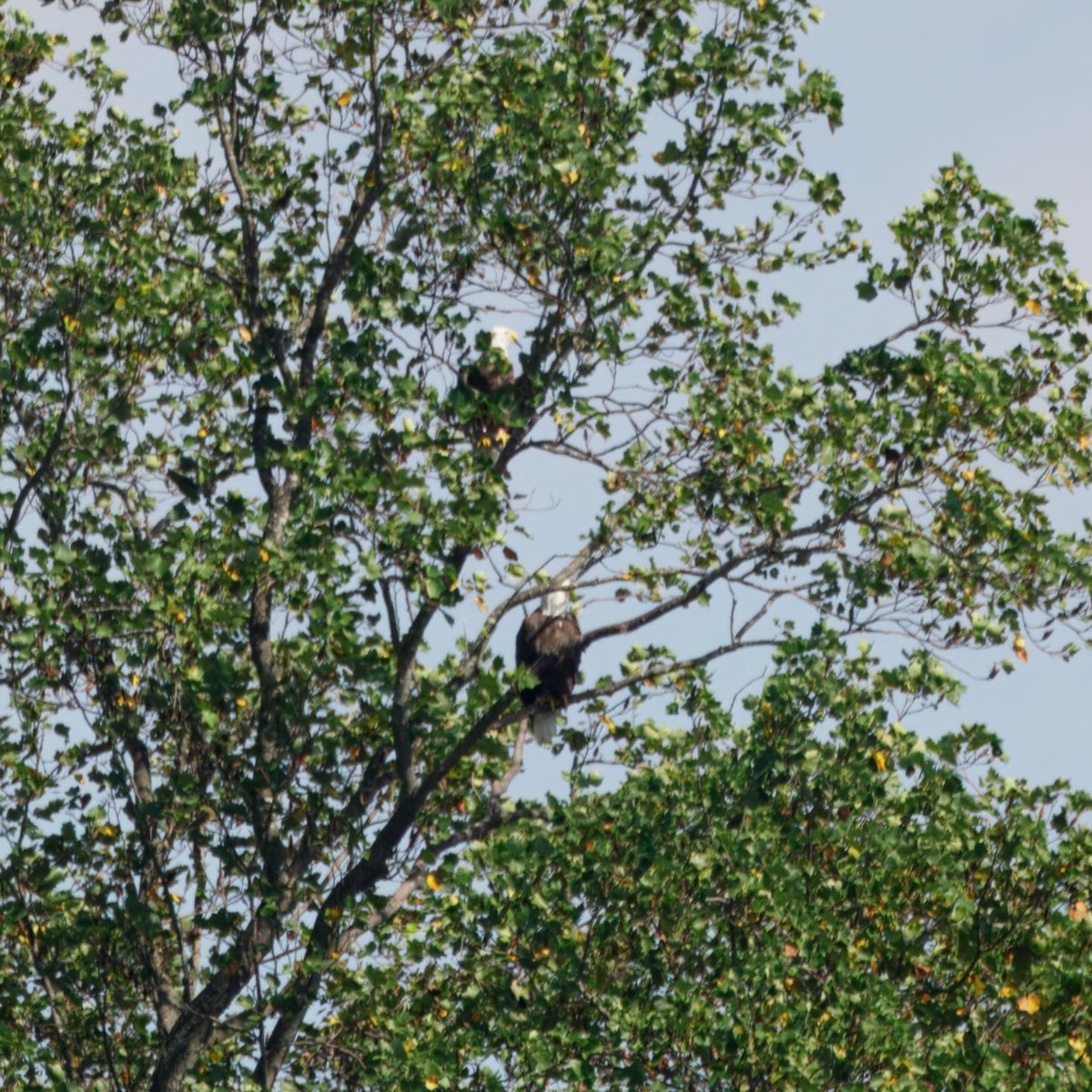 Bald Eagle - ML642631484