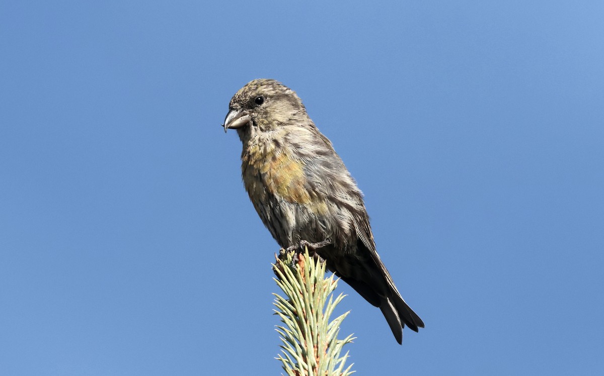 Шишкар ідагоський - ML642631488