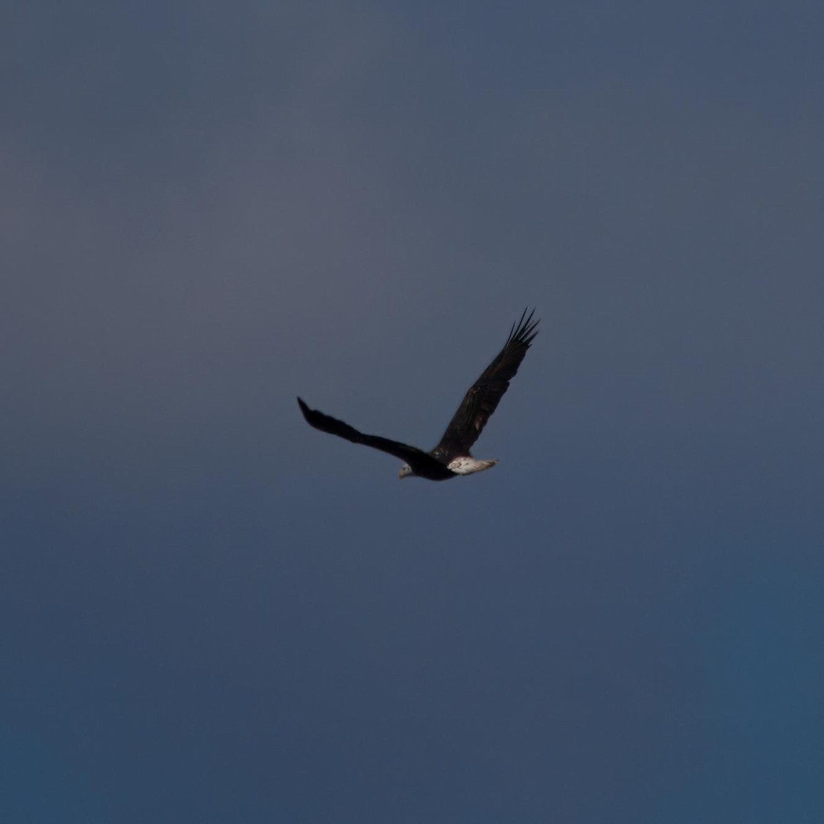 Bald Eagle - ML642631490
