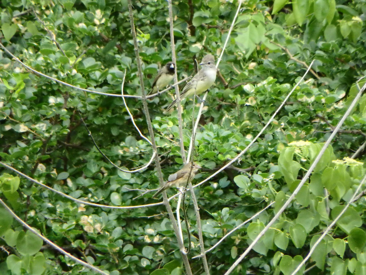 Northern Scrub-Flycatcher - ML642631495