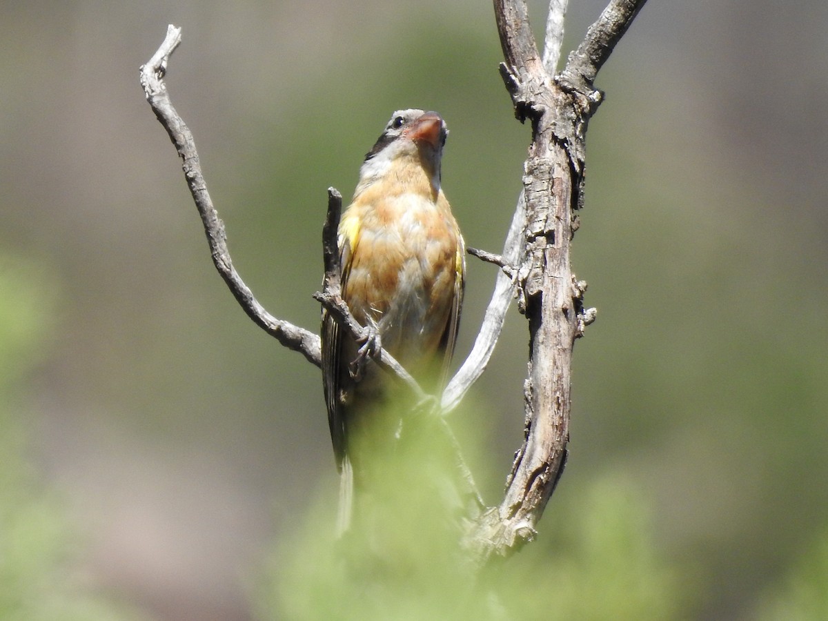 Black-headed Grosbeak - ML642631498