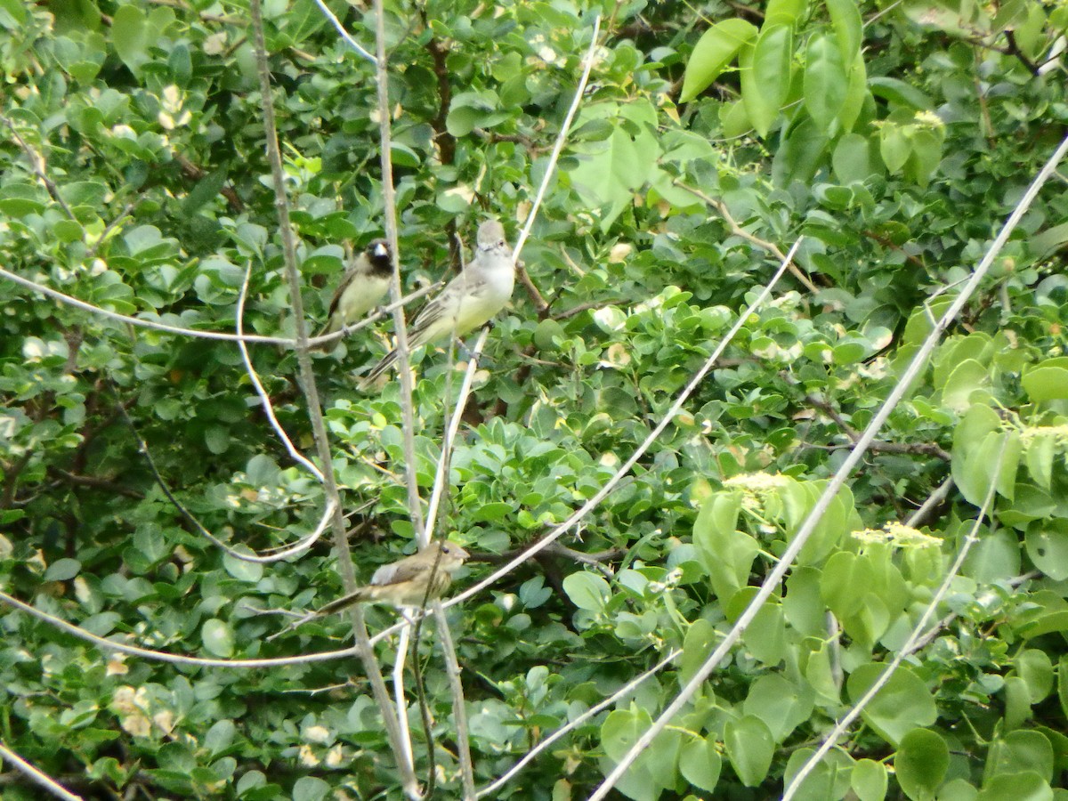 Northern Scrub-Flycatcher - ML642631504