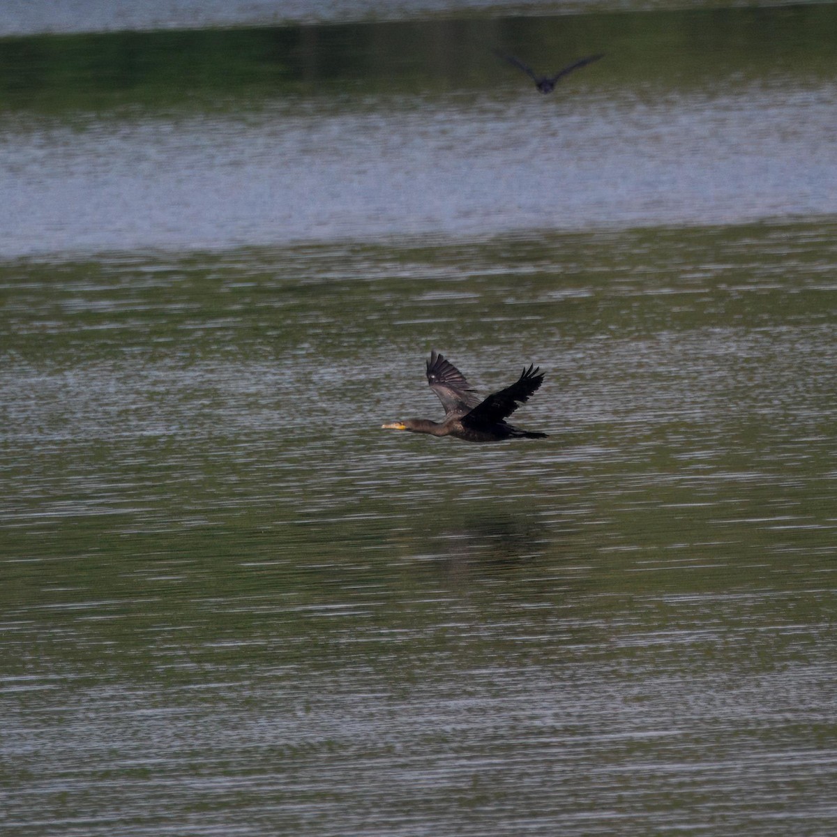 Double-crested Cormorant - ML642631507
