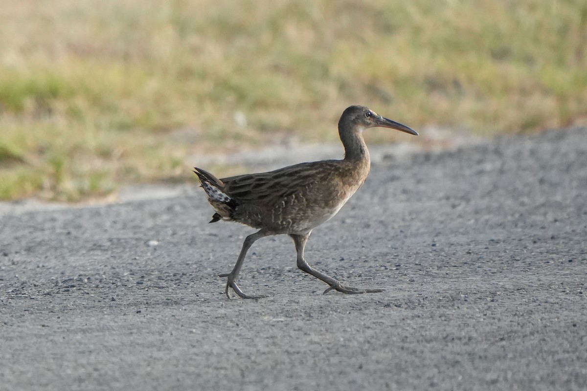 Clapper Rail - ML642631529