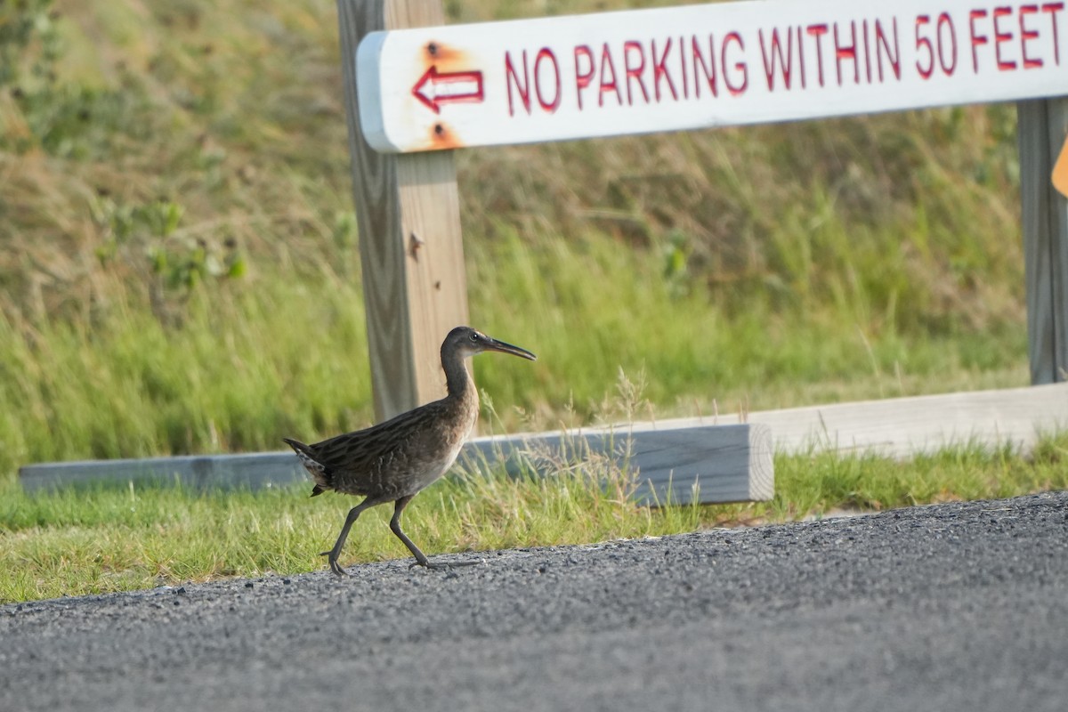 Clapper Rail - ML642631530