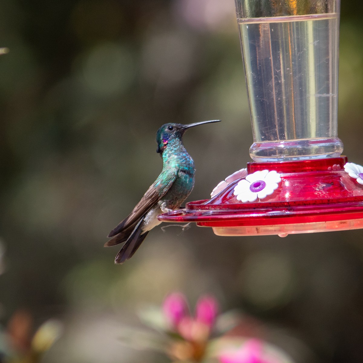White-vented Violetear - ML642631533