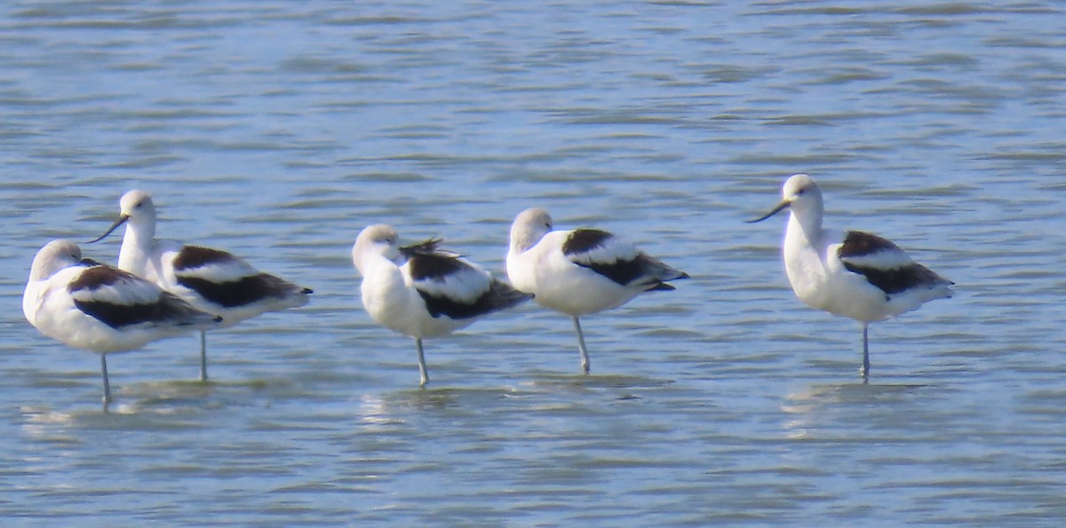 tenkozobec americký - ML642631554