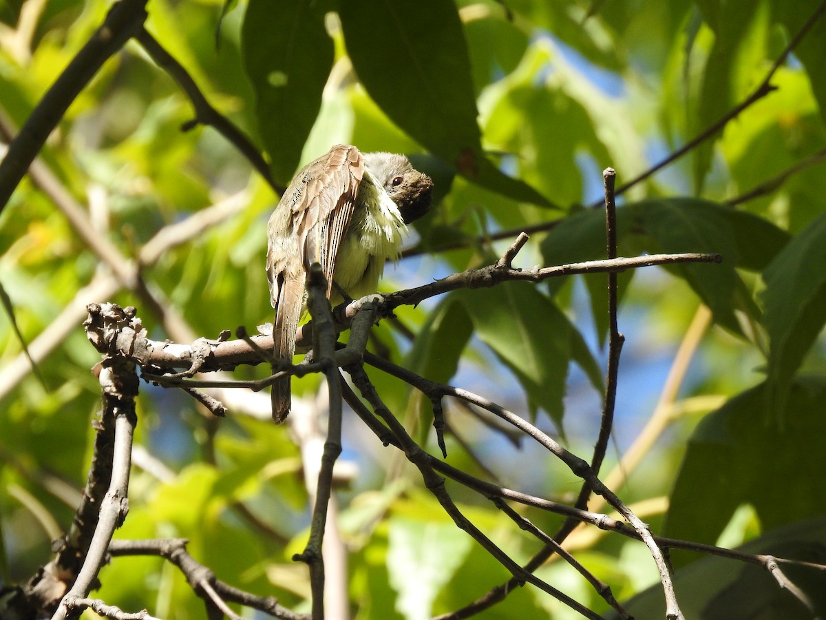 Dusky-capped Flycatcher - ML642631558