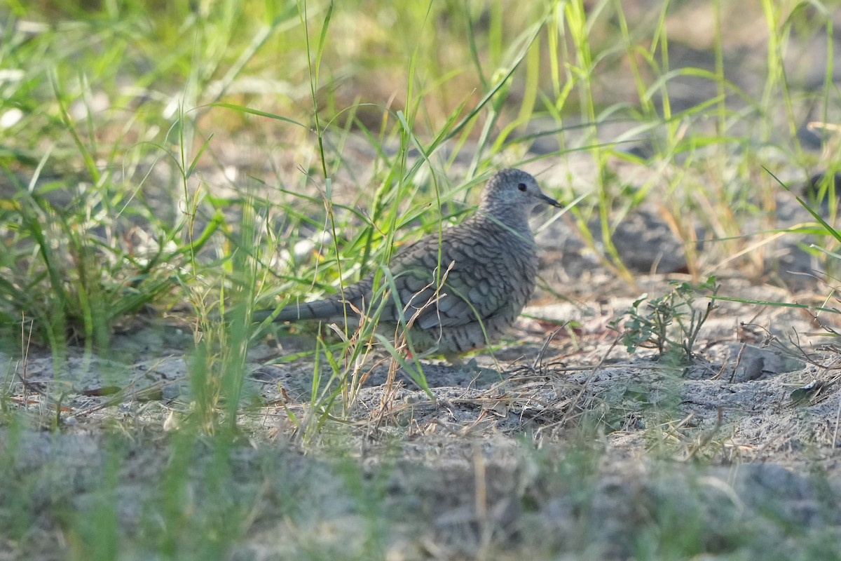 Inca Dove - ML642631559