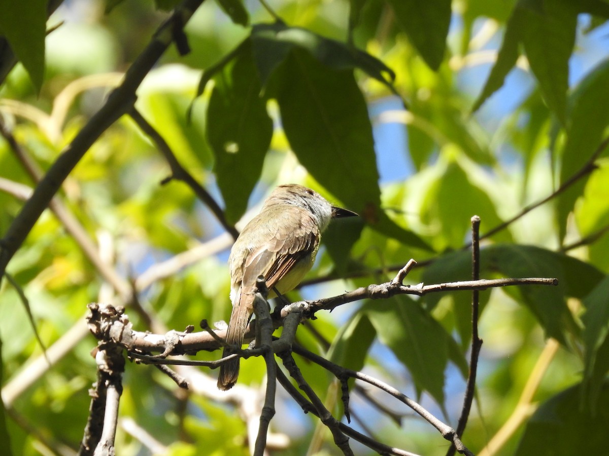 Dusky-capped Flycatcher - ML642631560