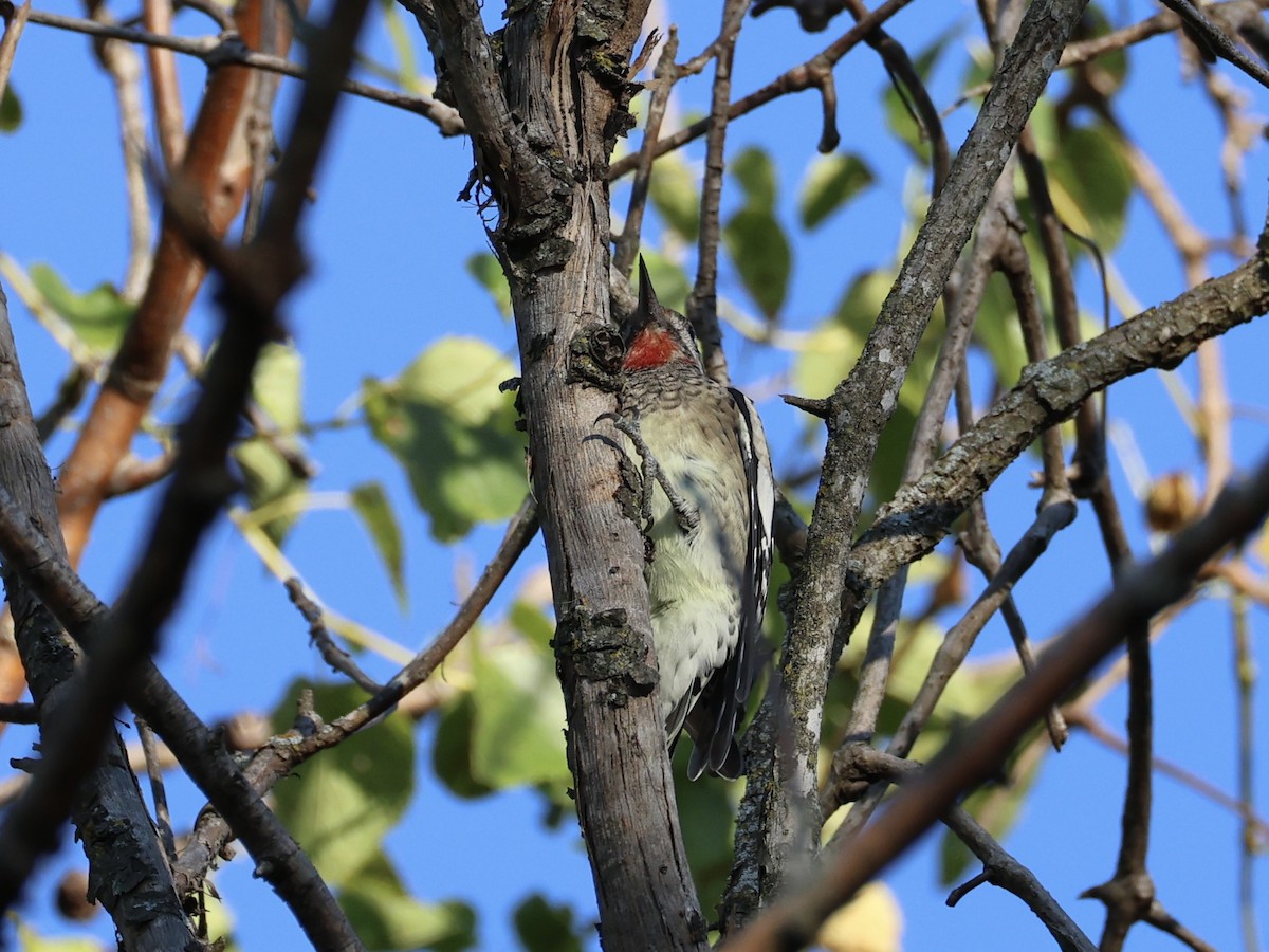 Yellow-bellied Sapsucker - ML642631575