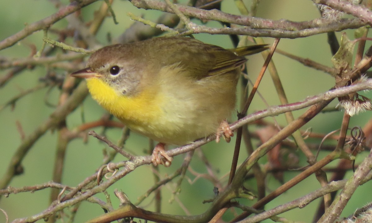 lesňáček žlutohrdlý - ML642631586