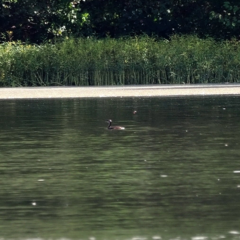 Pied-billed Grebe - ML642631590