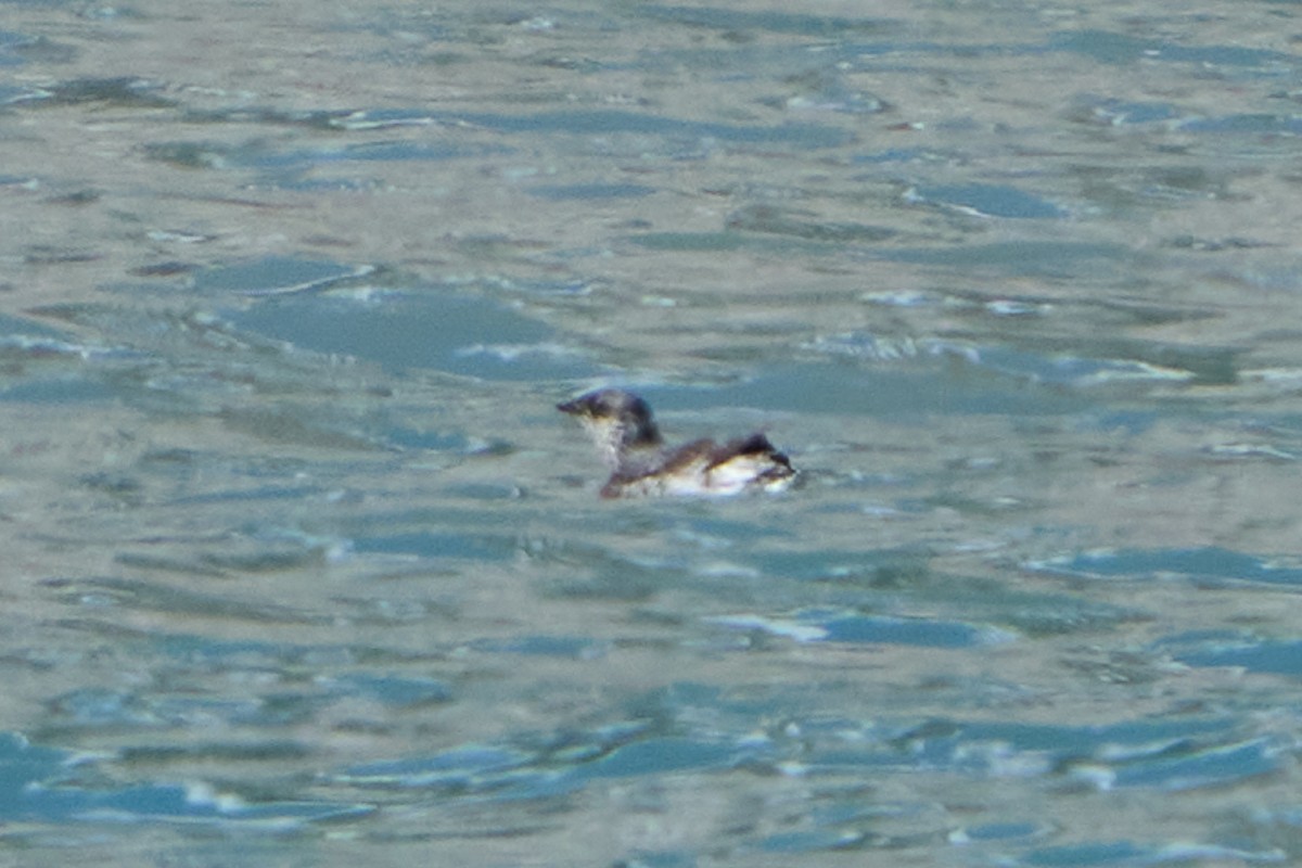 Kittlitz's Murrelet - ML642631602