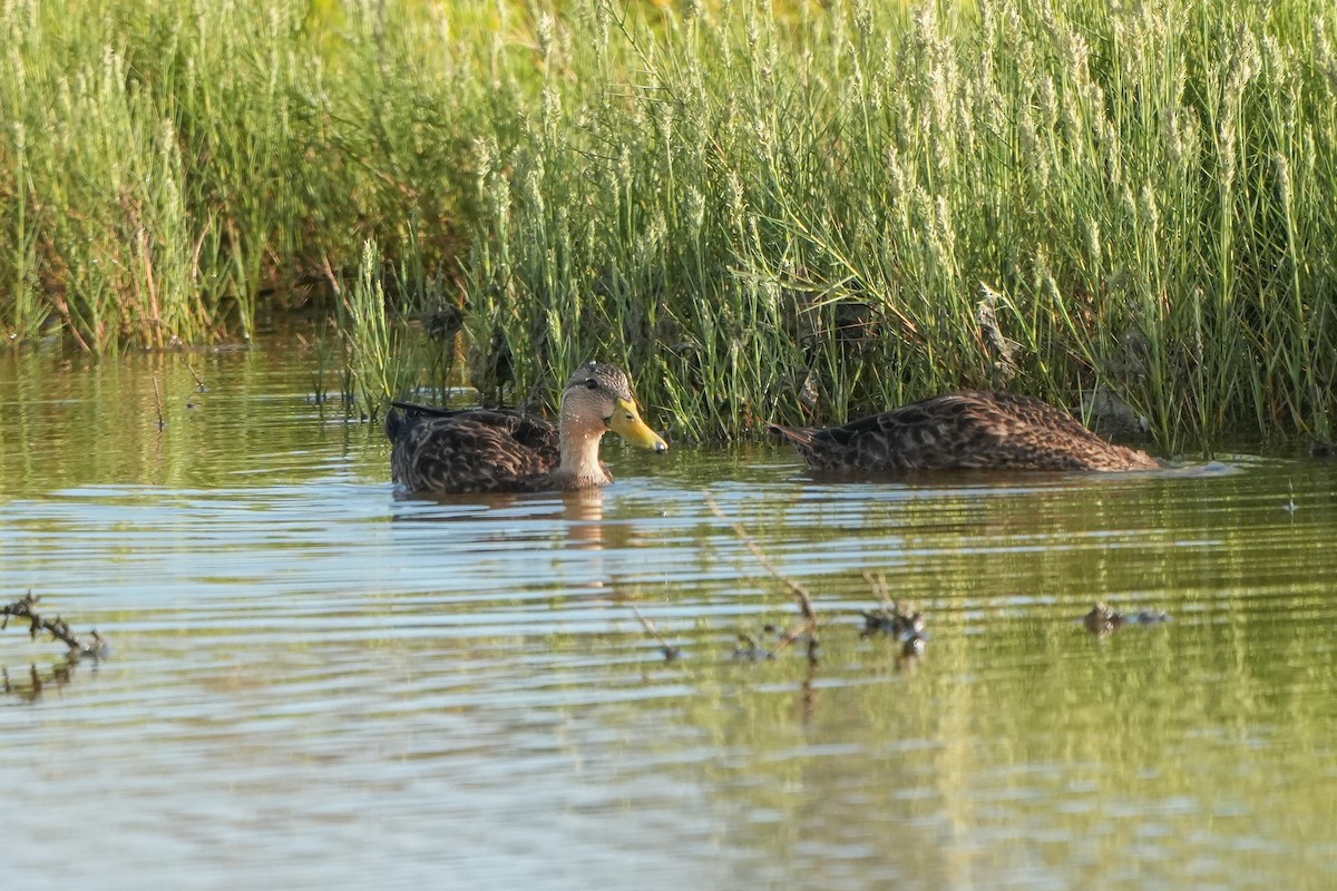 Mottled Duck - ML642631640