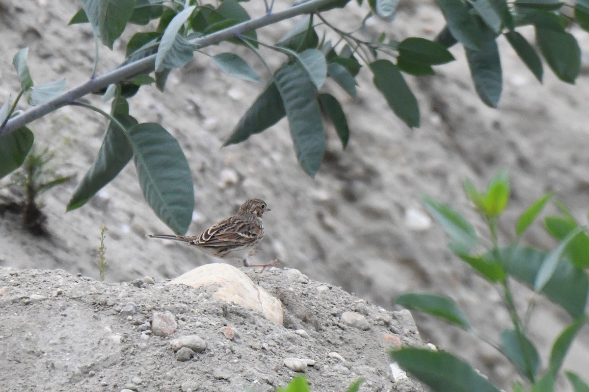 Vesper Sparrow - ML642631646