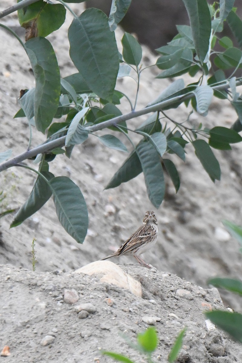 Vesper Sparrow - ML642631647