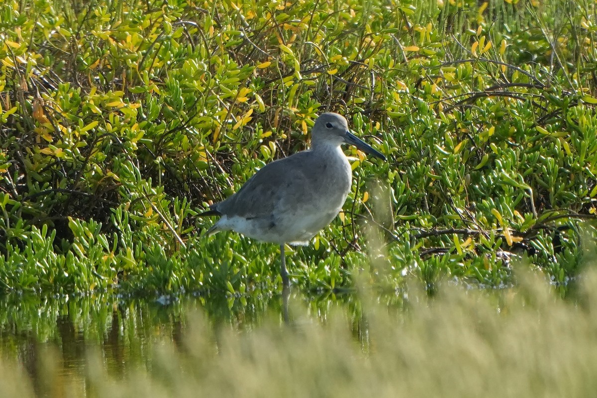 Willet - ML642631652