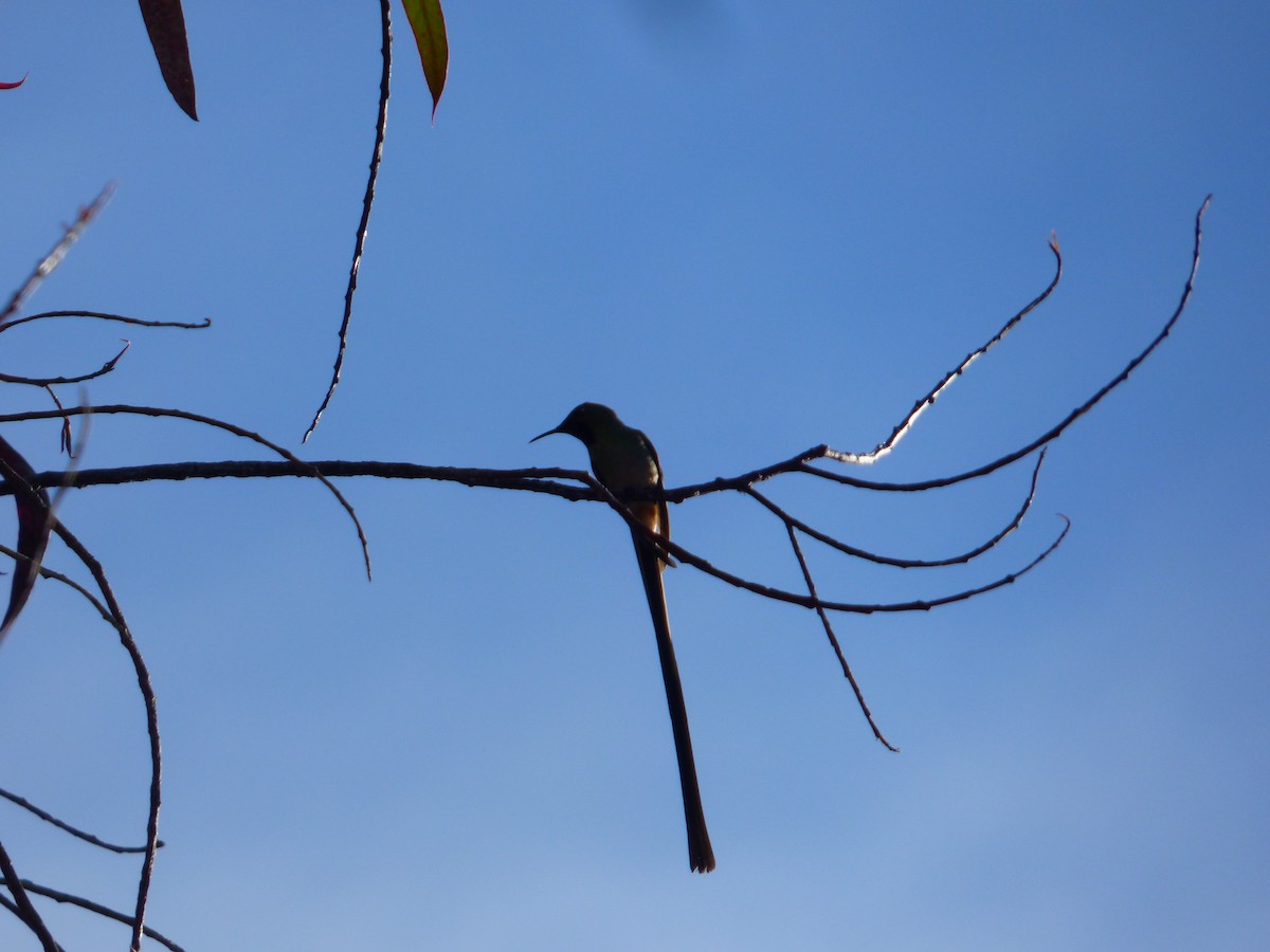 Black-tailed Trainbearer - ML642631659