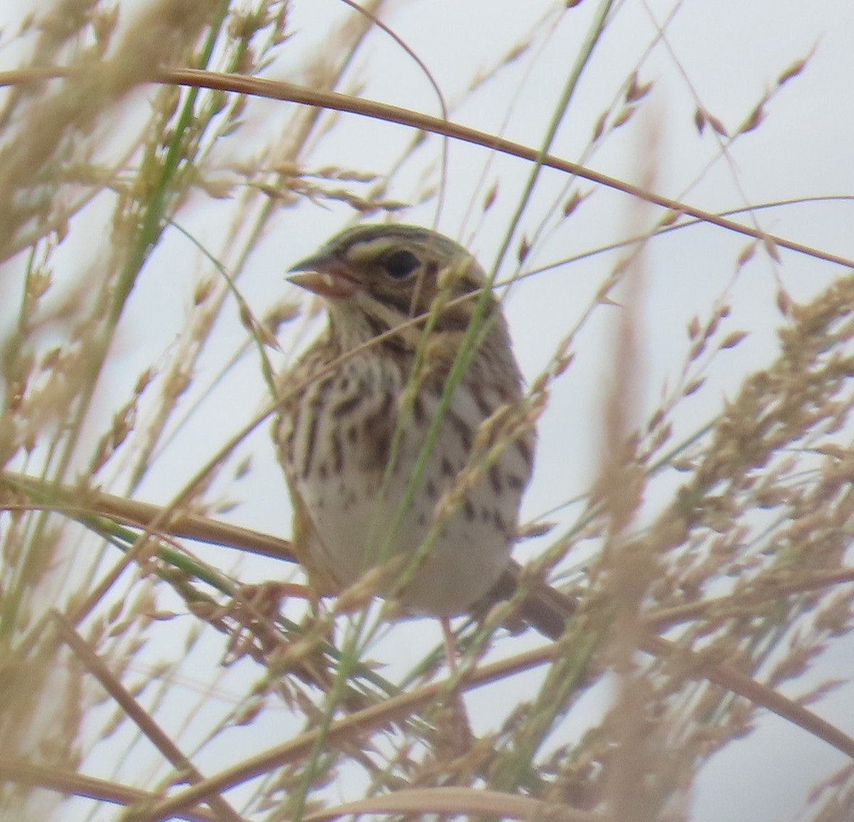 strnadec luční - ML642631660