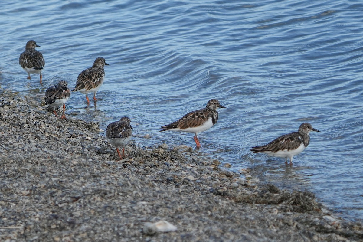 Ruddy Turnstone - ML642631661