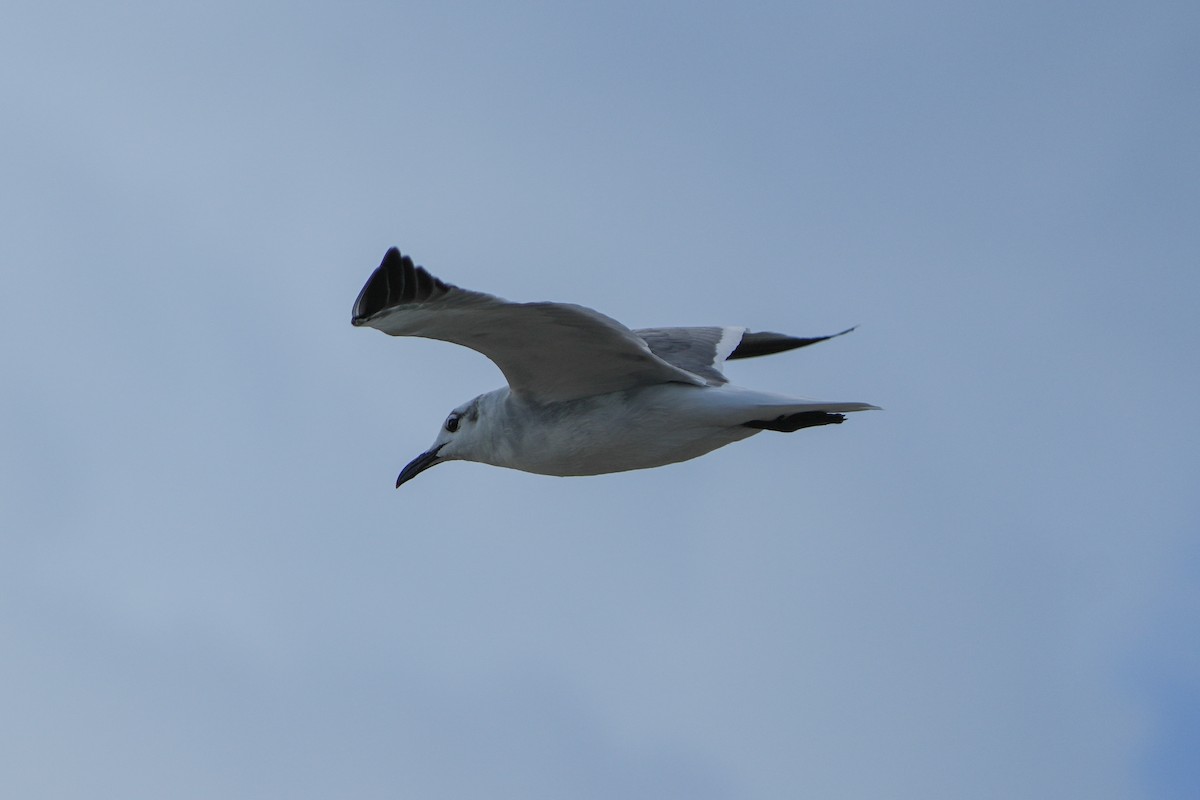 Laughing Gull - ML642631670