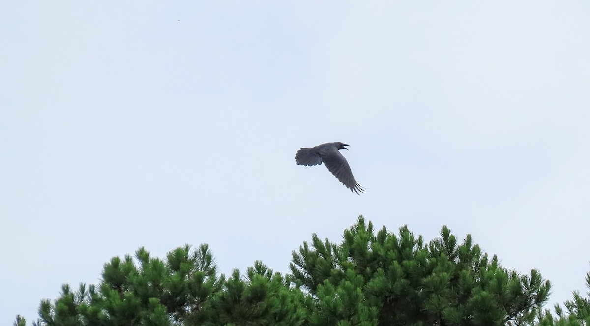 Grand Corbeau - ML642631672