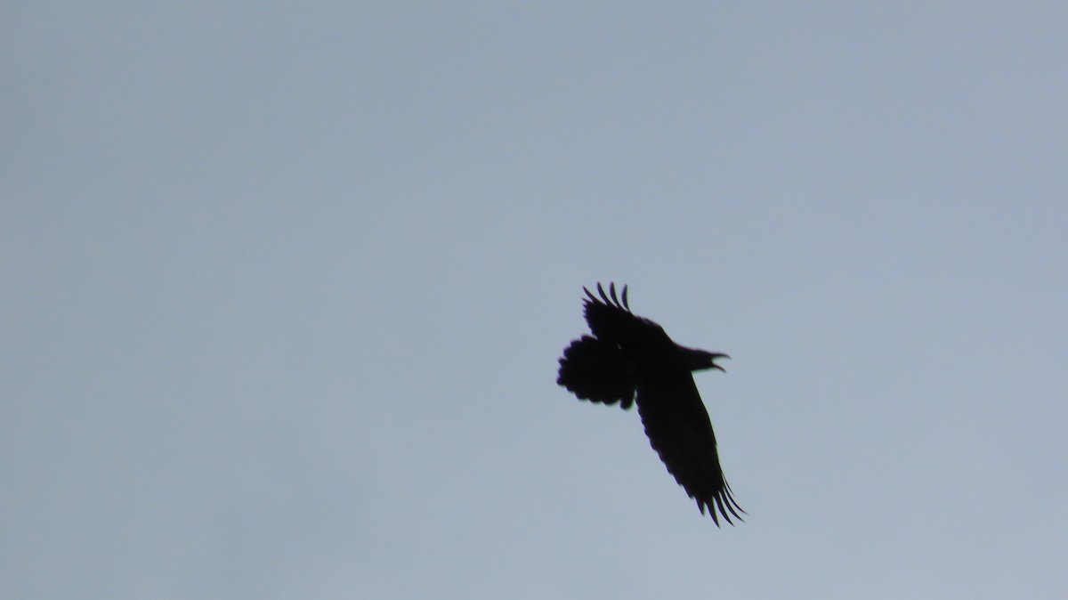 Grand Corbeau - ML642631681