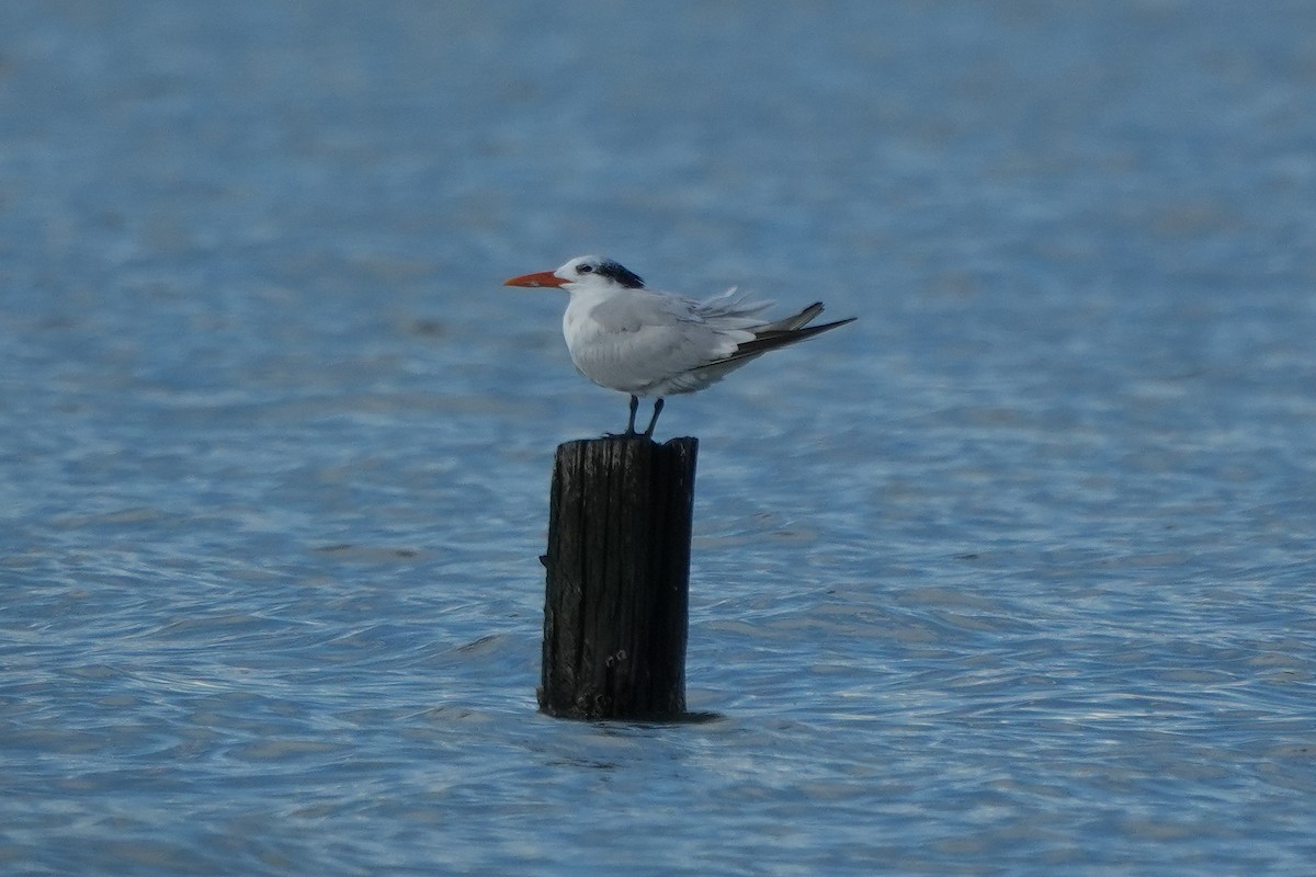 Royal Tern - ML642631683