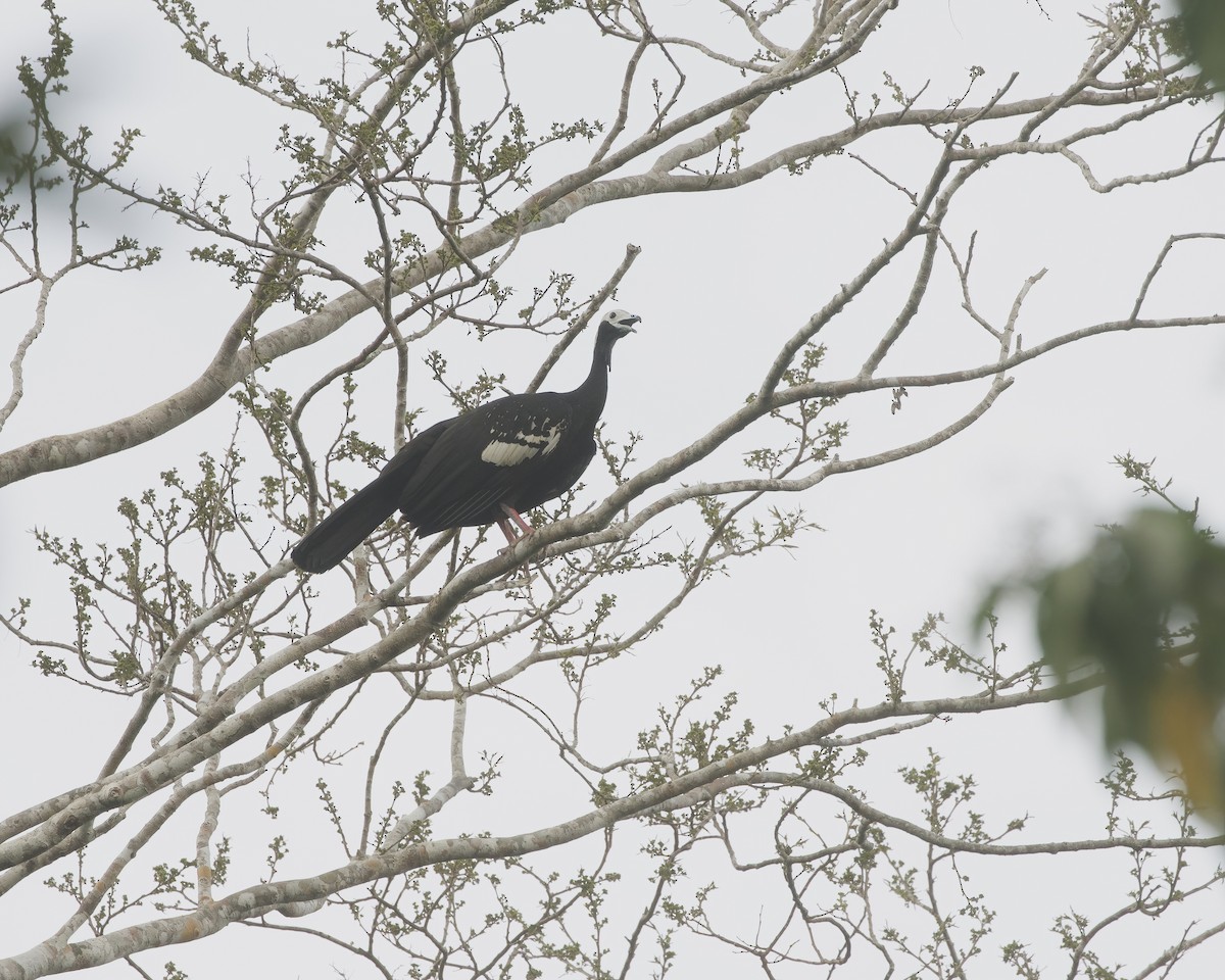 Blue-throated Piping-Guan - ML642631684