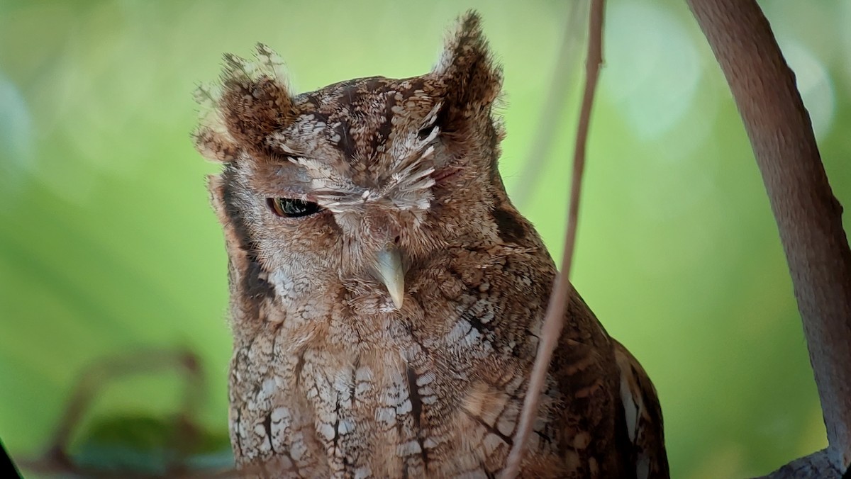 Tropical Screech-Owl - ML642631689