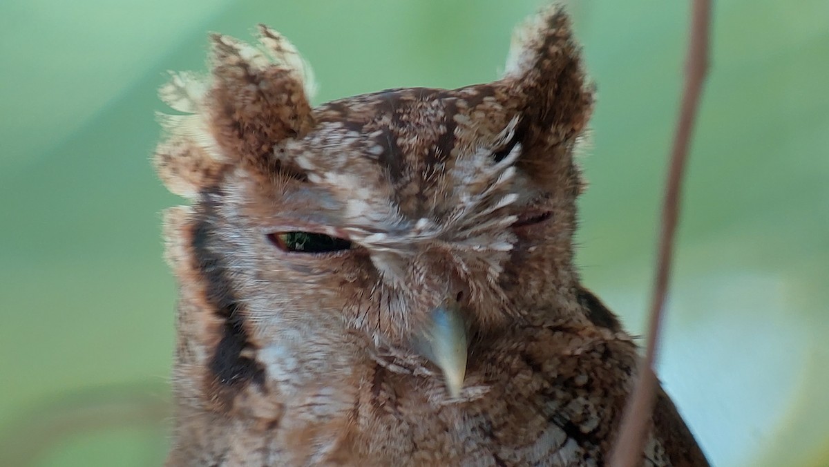 Tropical Screech-Owl - ML642631690