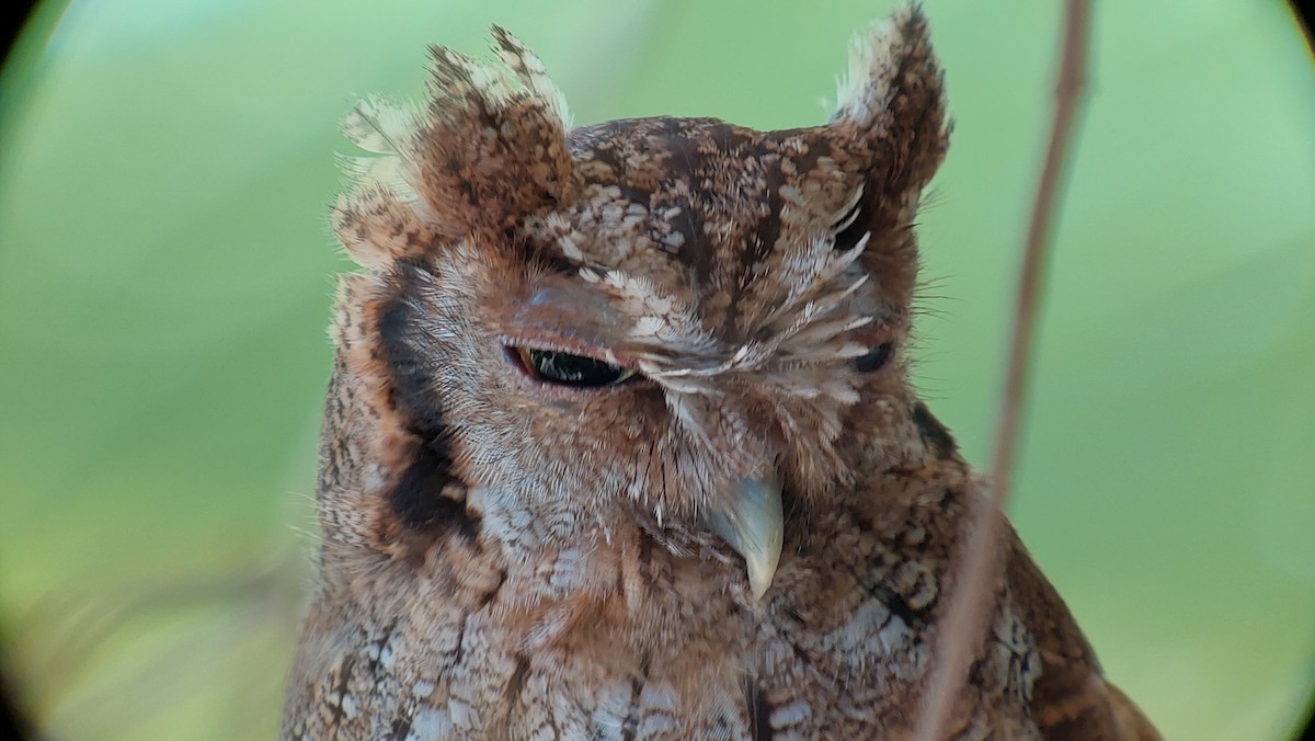 Tropical Screech-Owl - ML642631691