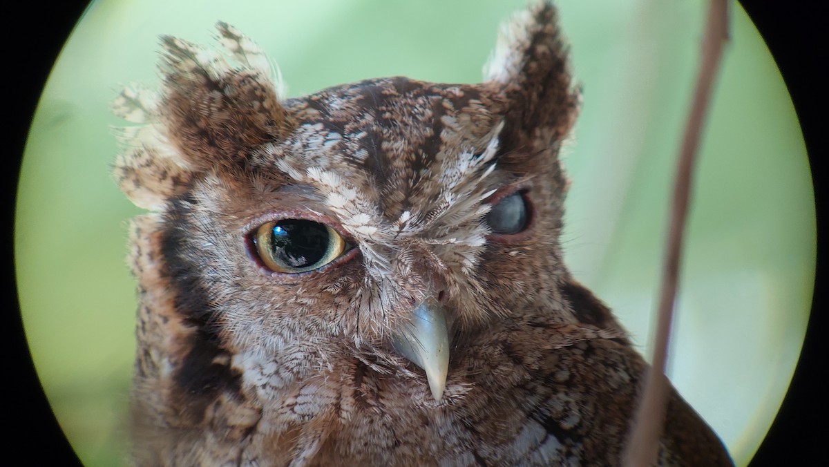 Tropical Screech-Owl - ML642631692