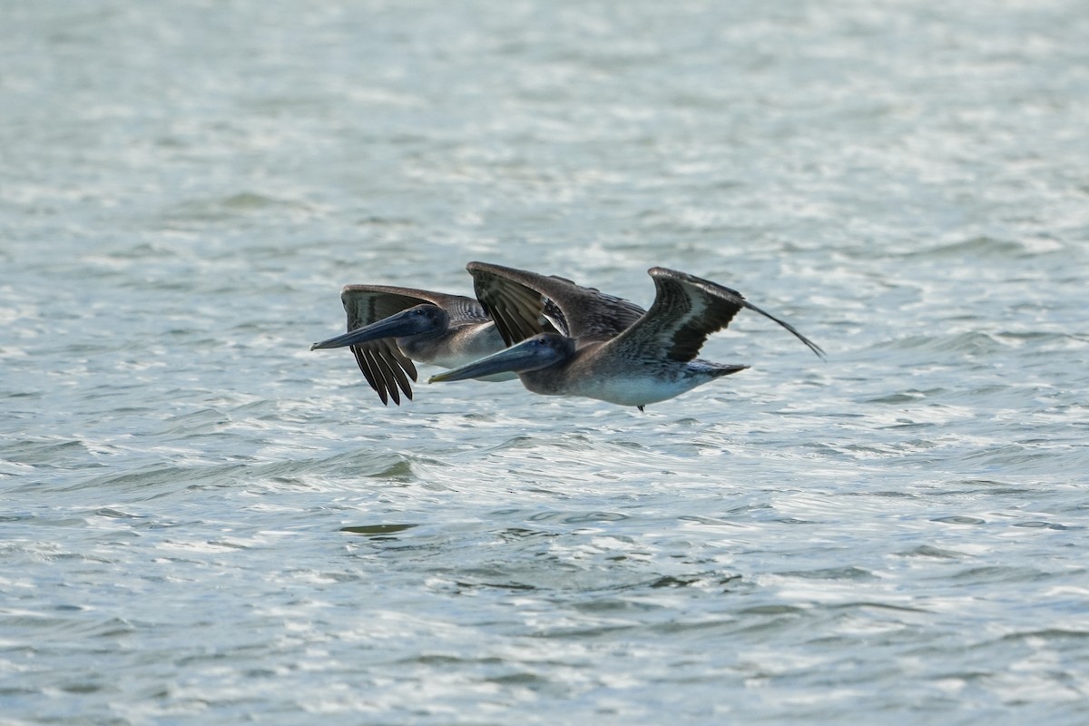 Brown Pelican - ML642631699