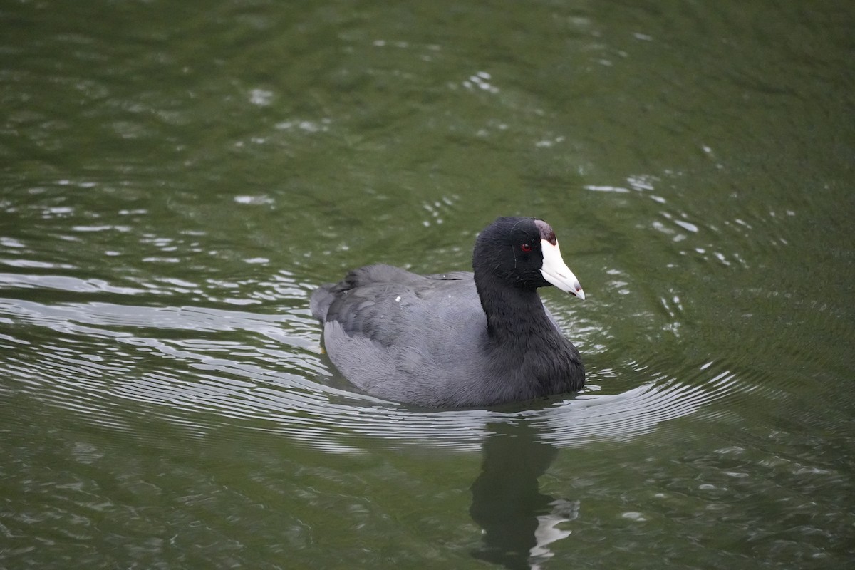 American Coot - ML642631703