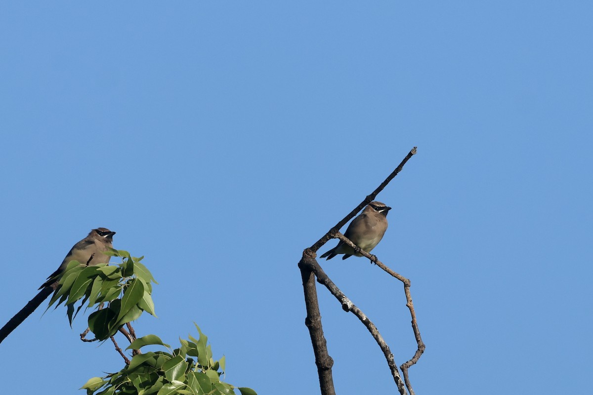Cedar Waxwing - ML642631705