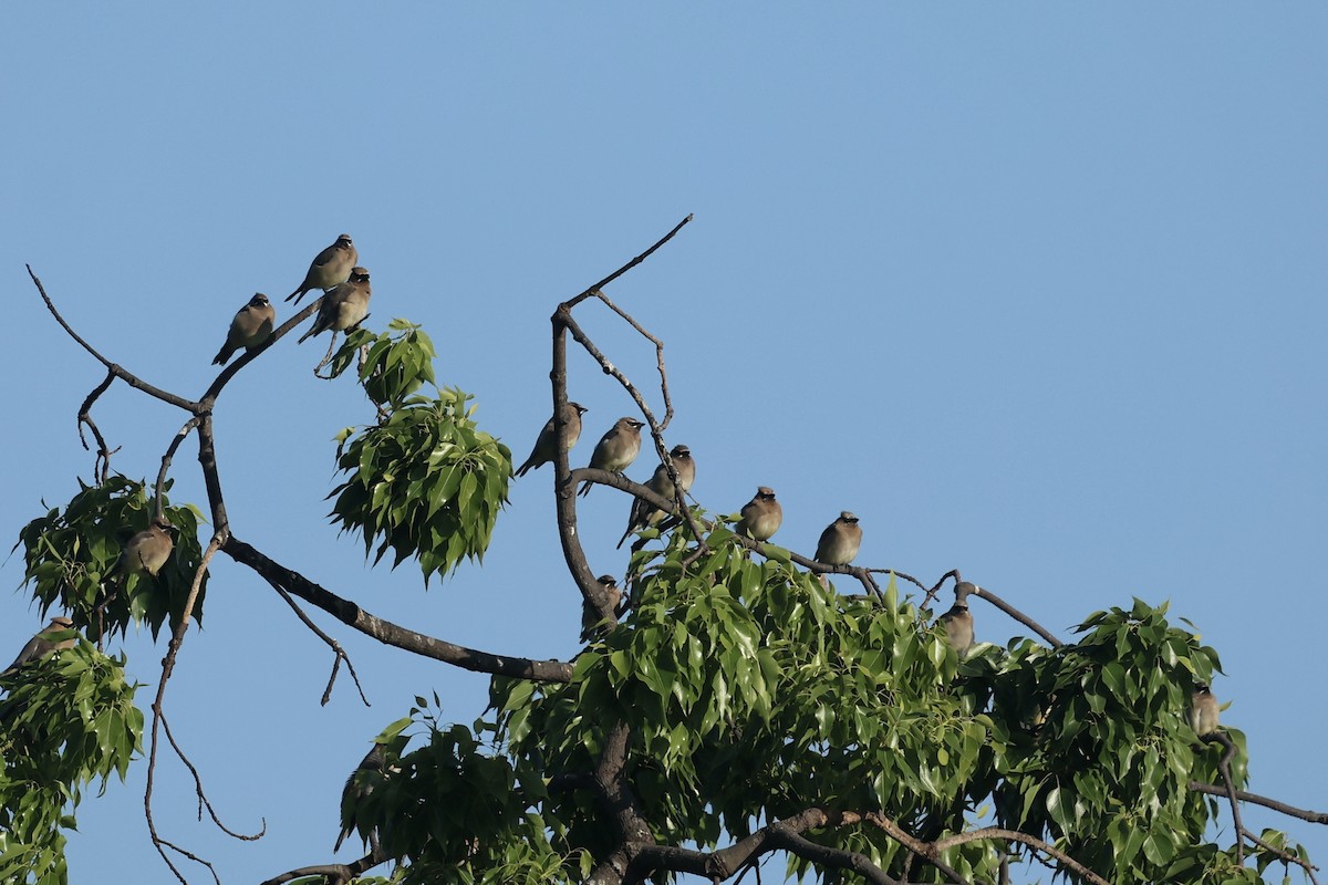 Cedar Waxwing - ML642631706