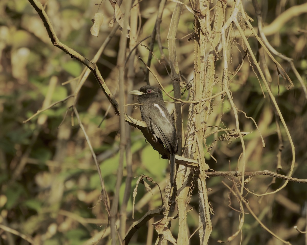 Yellow-billed Nunbird - ML642631708
