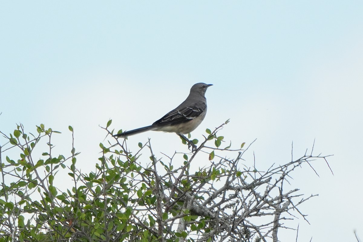 Northern Mockingbird - ML642631710